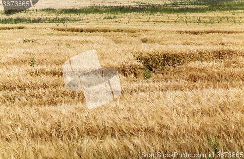 Image of ripened cereals  in field 