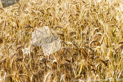 Image of mature cereal .  close-up 