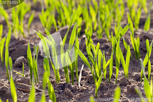 Image of green cereals . spring