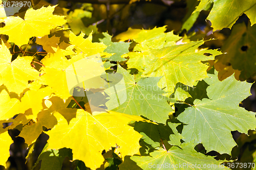 Image of autumn leaves closeup