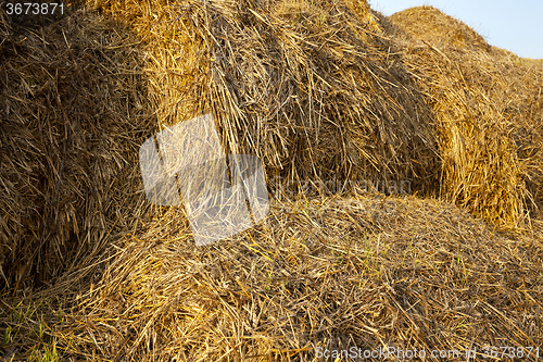 Image of Stack of straw  