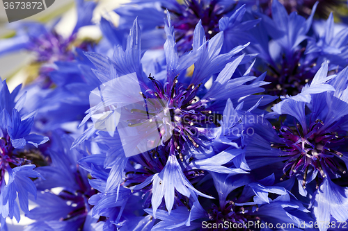 Image of   cornflower blue flowers 