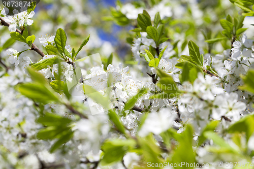 Image of cherry blossom .  close-up 