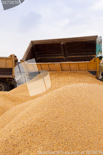 Image of harvesting corn . car