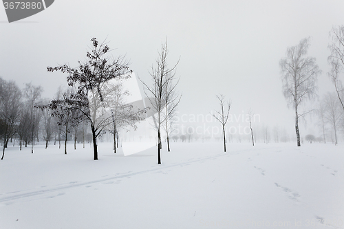 Image of trees in winter  