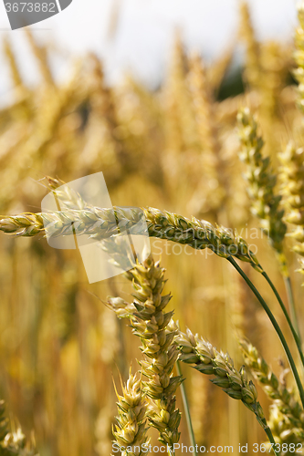 Image of mature cereal . close-up  