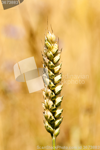 Image of mature cereal  close-up  