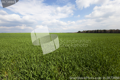 Image of immature cereals . field