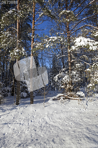 Image of trees in winter  