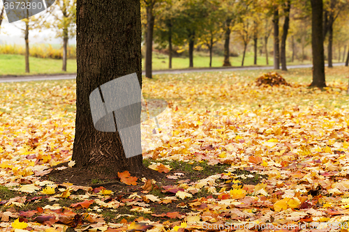 Image of autumn leaves  .  closeup  