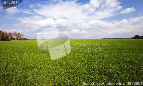 Image of cereal field . Agricultural 