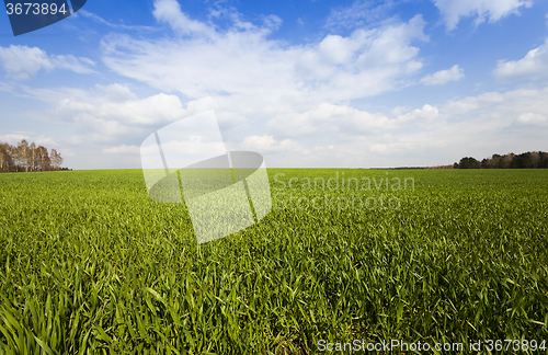 Image of immature cereals . field