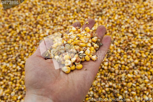 Image of Corn seeds  close-up 