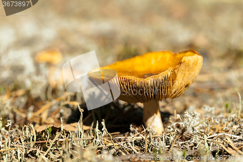 Image of Forest mushroom .  forest