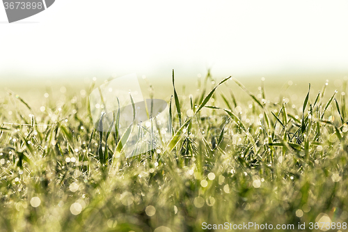 Image of sprouted wheat. dawn sun 