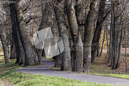 Image of autumn trees  . Belarus