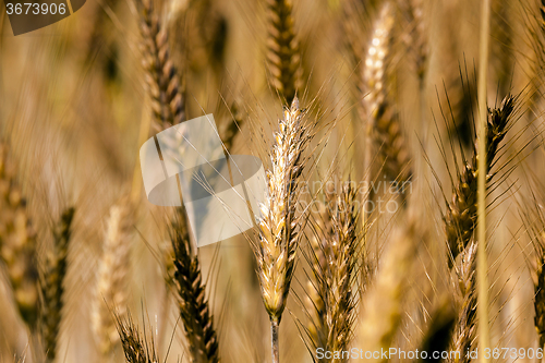 Image of mature cereal .  close-up 