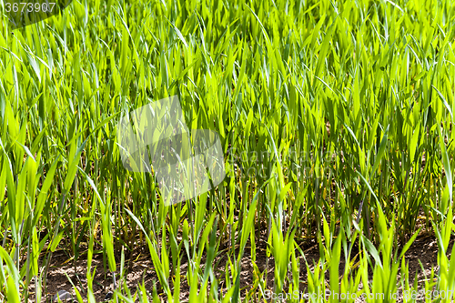 Image of  green wheat sprout