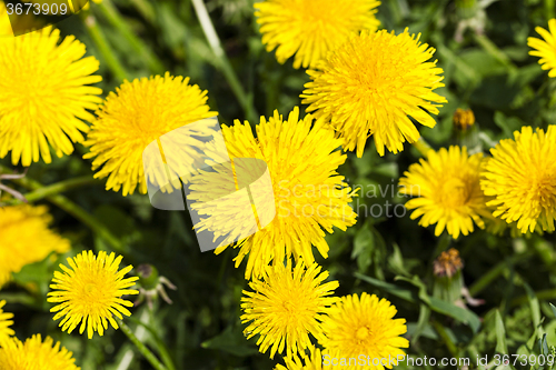 Image of dandelions   close up 