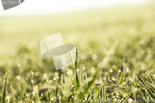 Image of sprouted wheat. dawn sun 