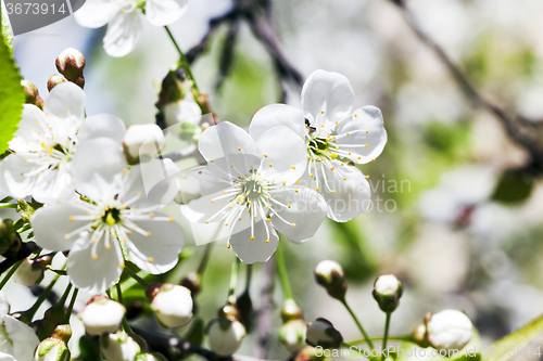 Image of  Photo Cherry blossoms 