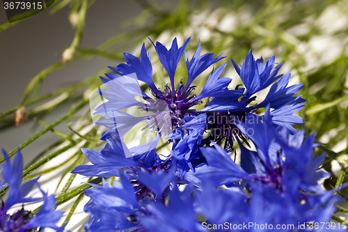 Image of cornflower  . summer. weed