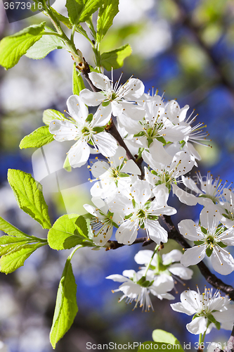 Image of cherry blossom .  close-up 