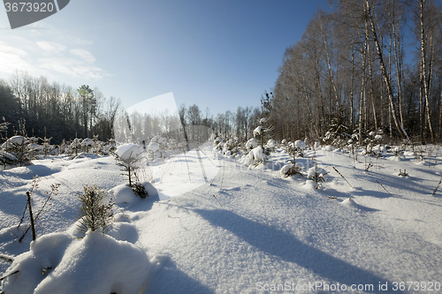 Image of  tree in winter