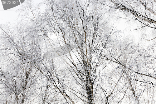 Image of treetops .  winter season