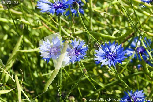 Image of blue cornflower  . spring