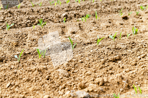 Image of  green corn sprouted