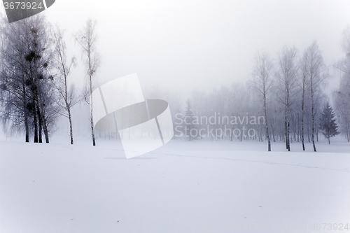 Image of   park in winter