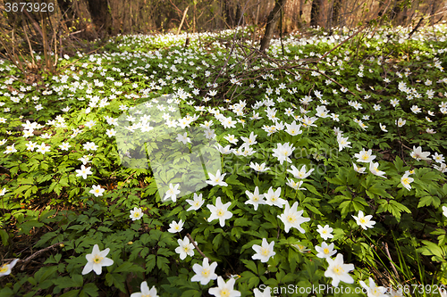 Image of spring flowers . closeup  