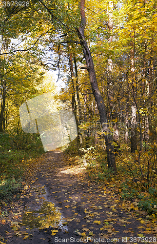 Image of   the trees .  autumn season