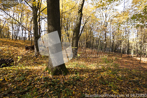 Image of   the trees .  autumn season