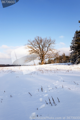 Image of trees in winter 