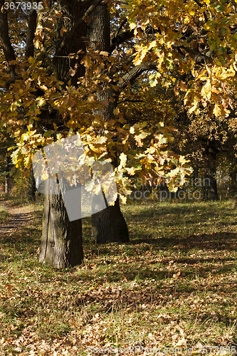 Image of autumn forest . Belarus