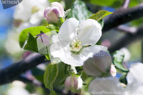 Image of blooming apple trees  