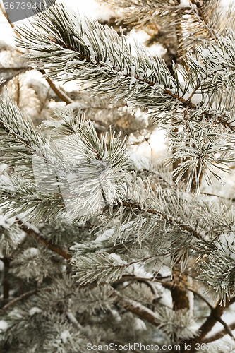 Image of   fir tree in winter