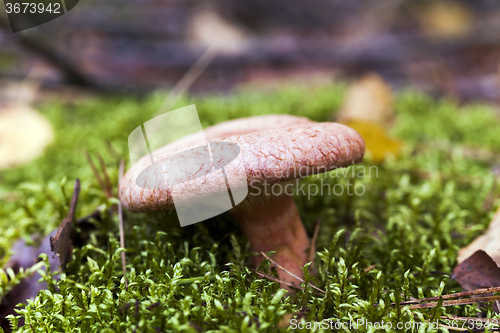 Image of Forest mushroom .  forest