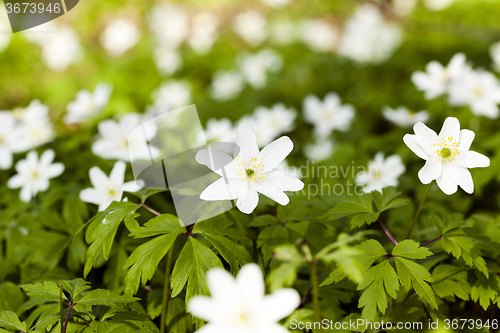 Image of   spring flowers in white