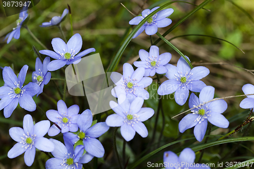 Image of spring flowers .  forest