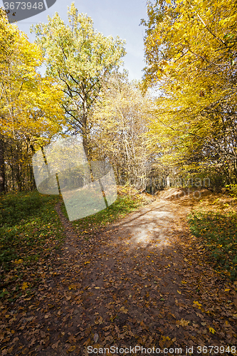 Image of autumn forest . Belarus