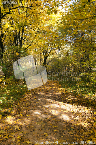 Image of   the forest,   autumn 