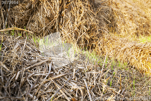 Image of wheat germ .  after harvest