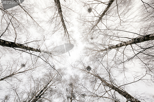 Image of treetops . winter season