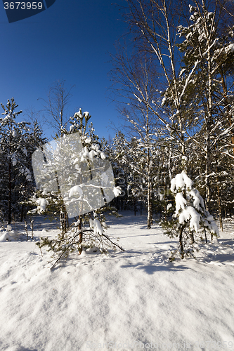 Image of trees in winter  