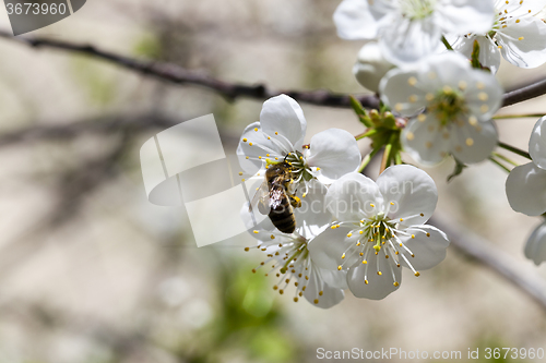 Image of  Photo Cherry blossoms 