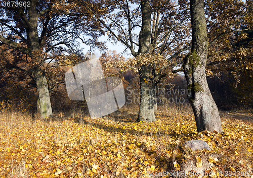 Image of   trees in the autumn  