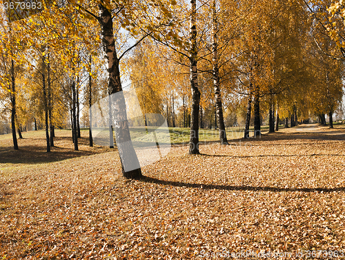 Image of autumn forest  .  trees  